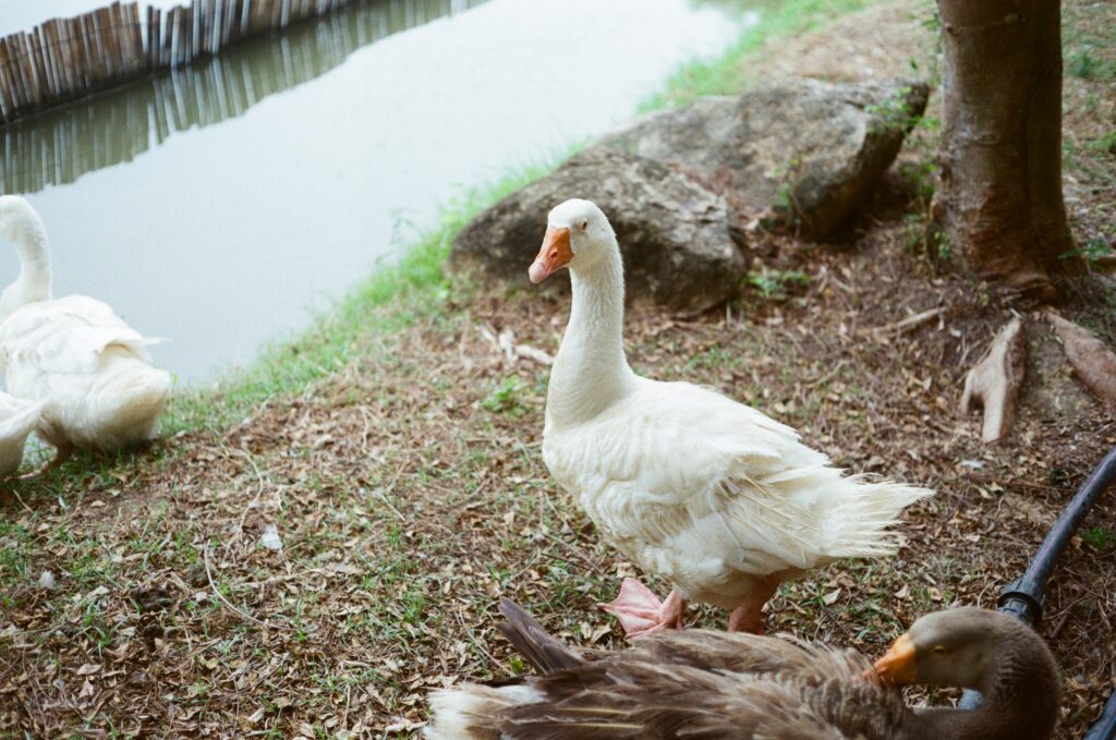 000004200025-1024x679