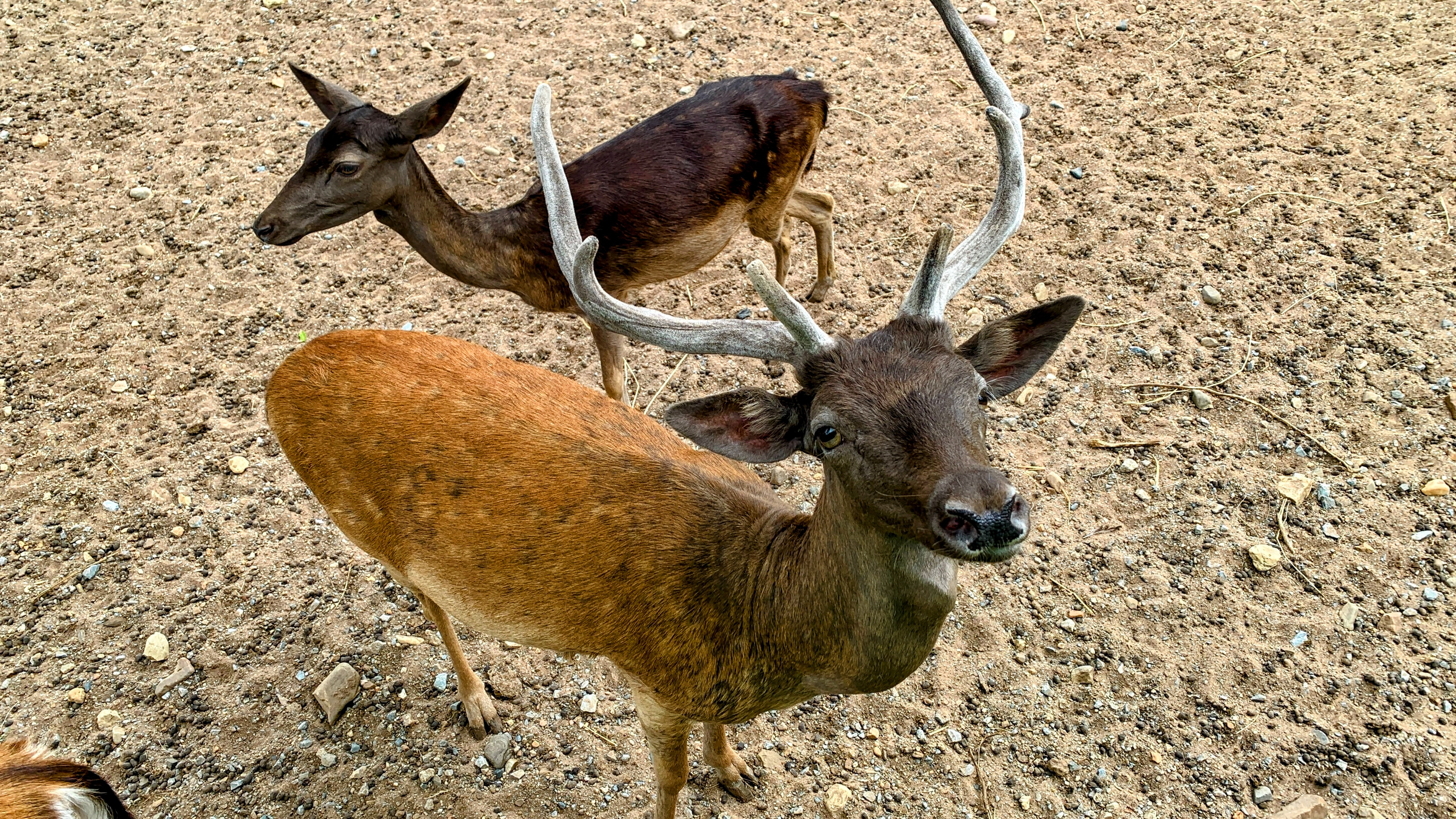 Deer_at_Open_Zoo