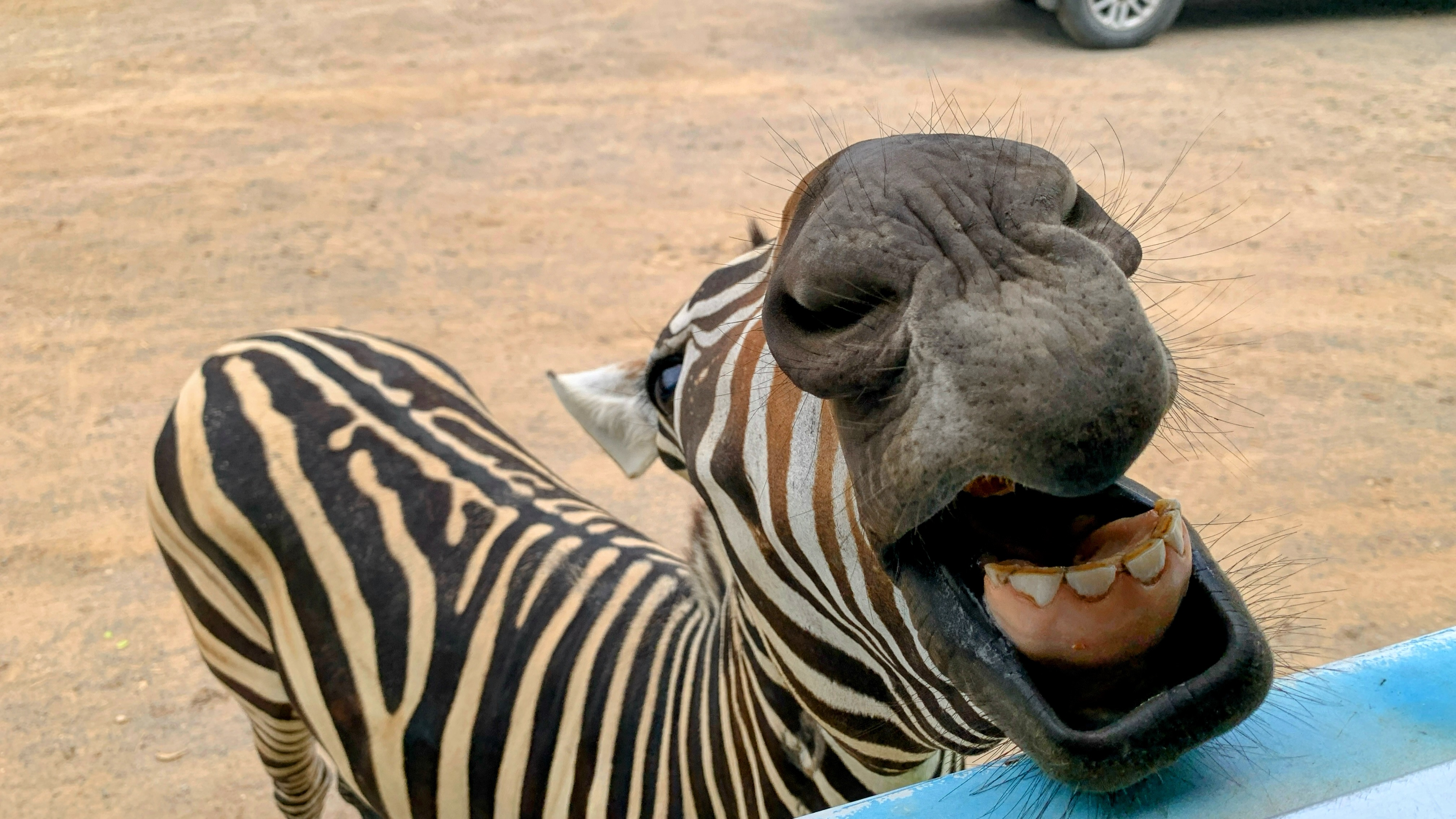 Funny_Zebra_at_Open_Zoo
