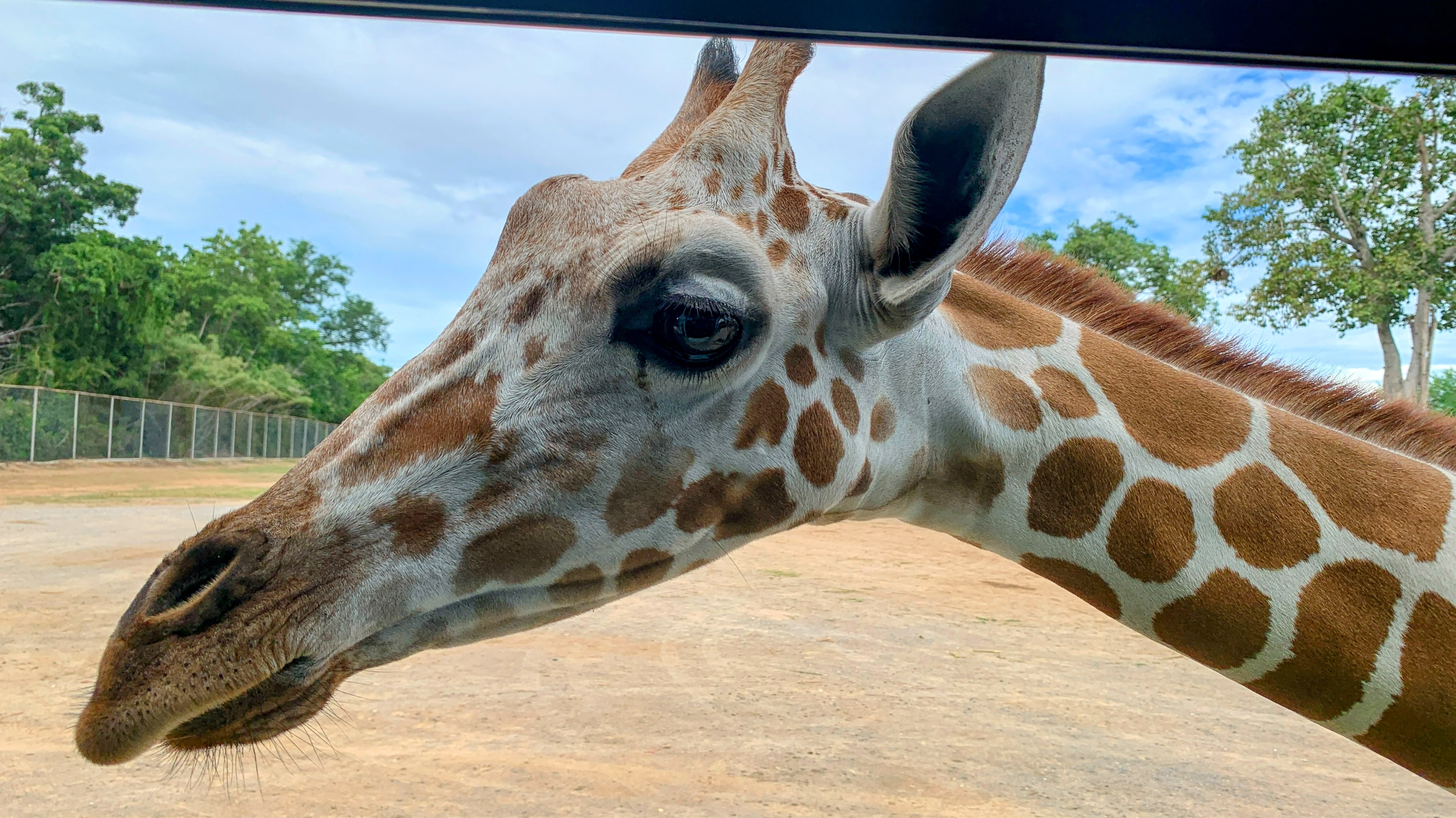 Giraffe_Big_Head_Open_Zoo