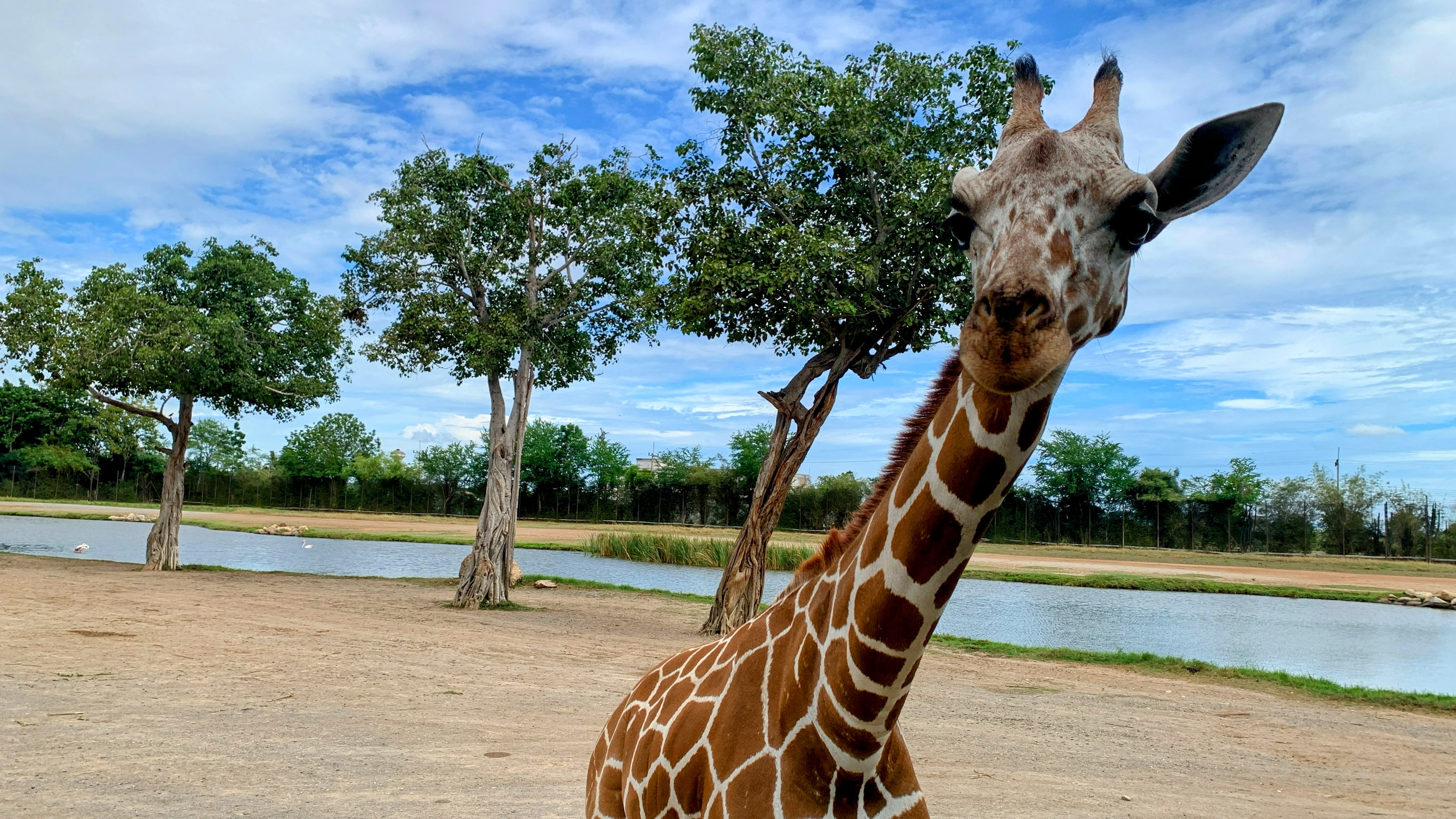 เที่ยว Safari Park Open Zoo กาญจนบุรี