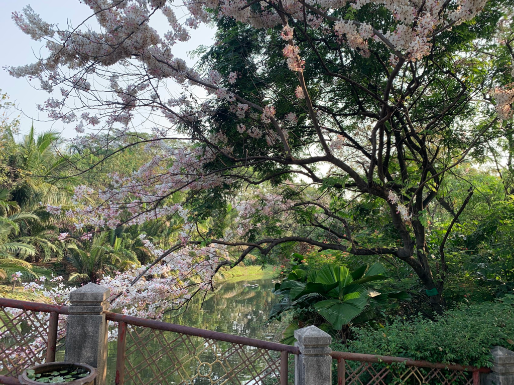 Morning Walk (Queen Sirikit Park + สวนรถไฟ)